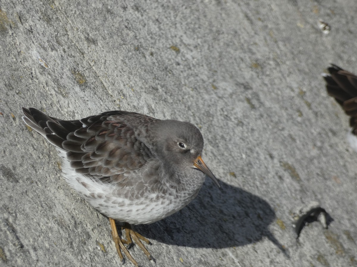 ムラサキハマシギ - ML646892082