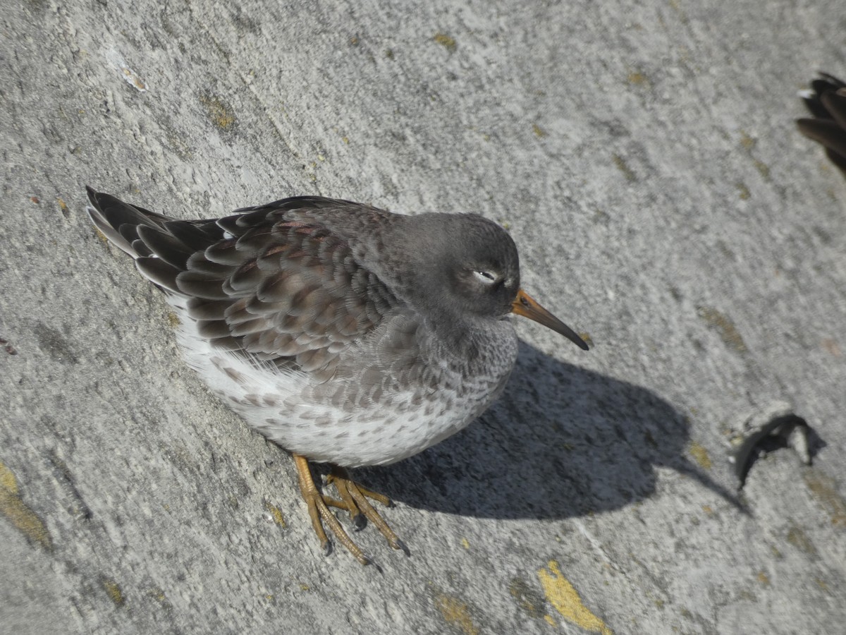 ムラサキハマシギ - ML646892088