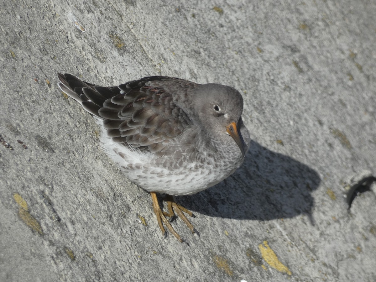 ムラサキハマシギ - ML646892089