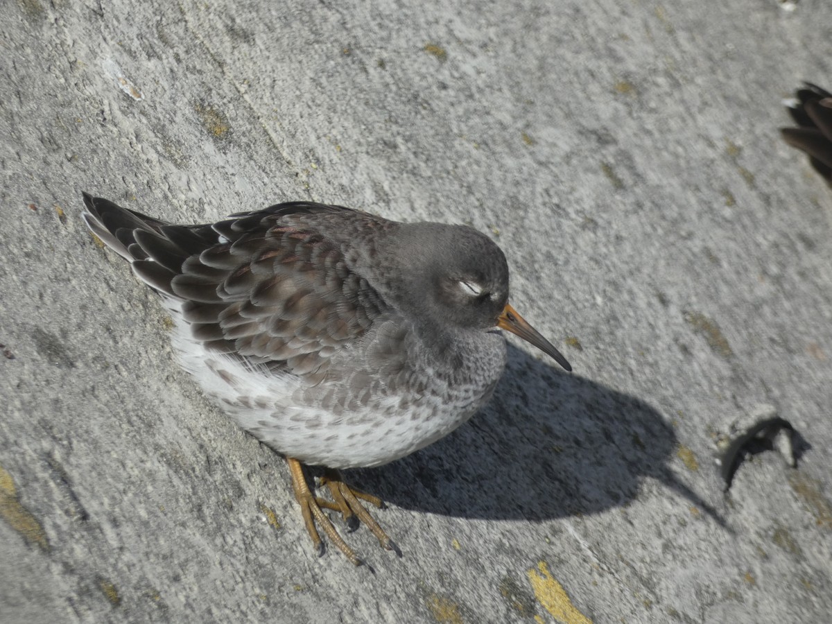 ムラサキハマシギ - ML646892091