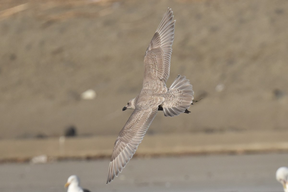 ワシカモメ - ML646892092