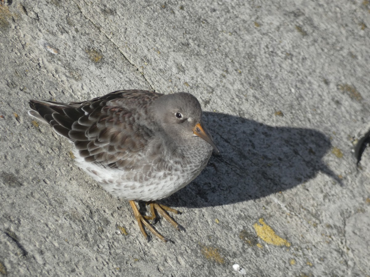 ムラサキハマシギ - ML646892093