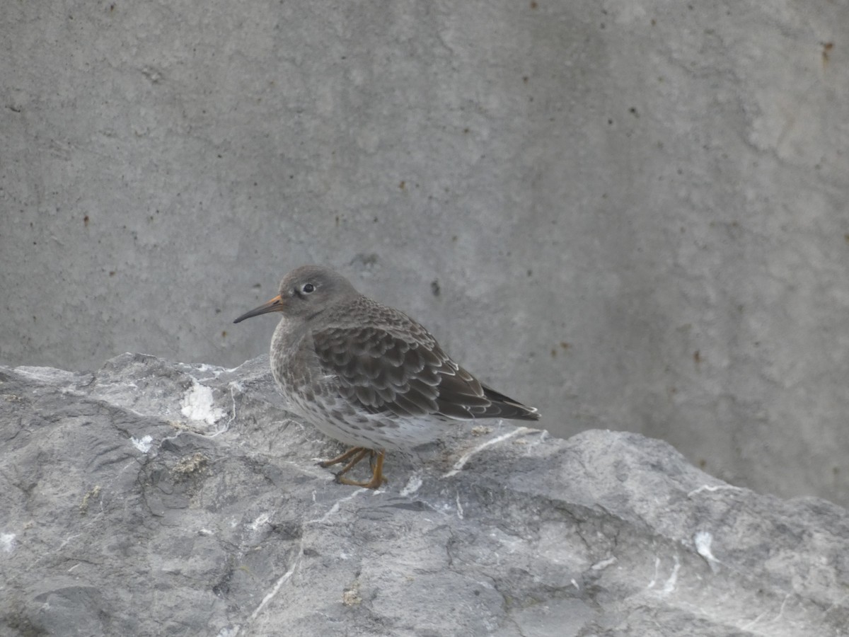 ムラサキハマシギ - ML646892094