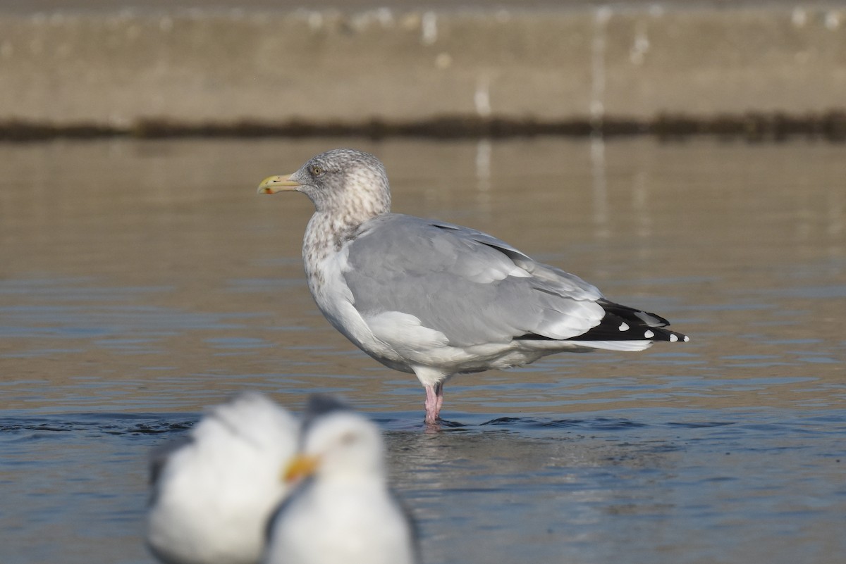 アメリカセグロカモメ - ML646892095