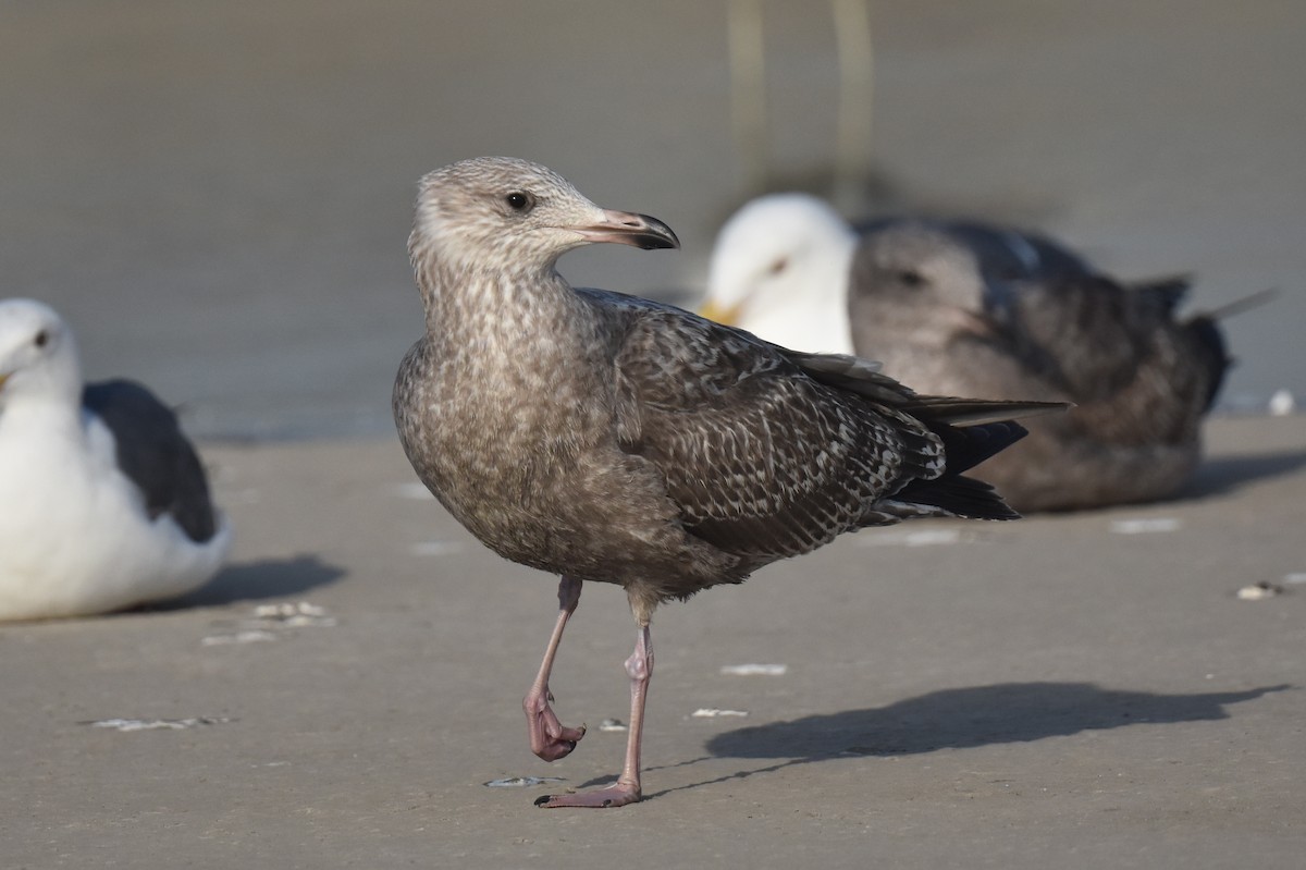 アメリカセグロカモメ - ML646892096