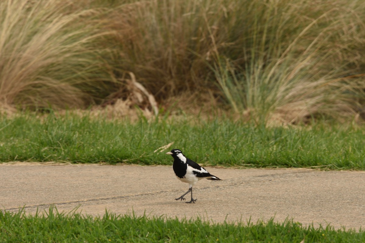 ツチスドリ - ML646892097