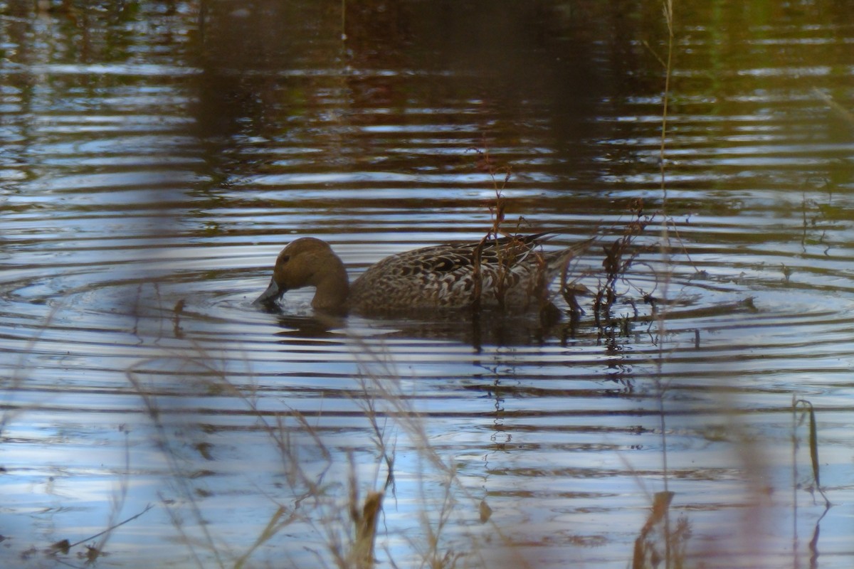 オナガガモ - ML646892098