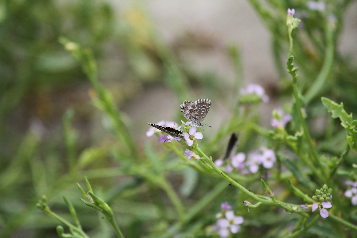 Saltbush Blue - ML646892099
