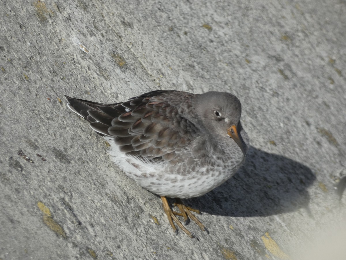 ムラサキハマシギ - ML646892100