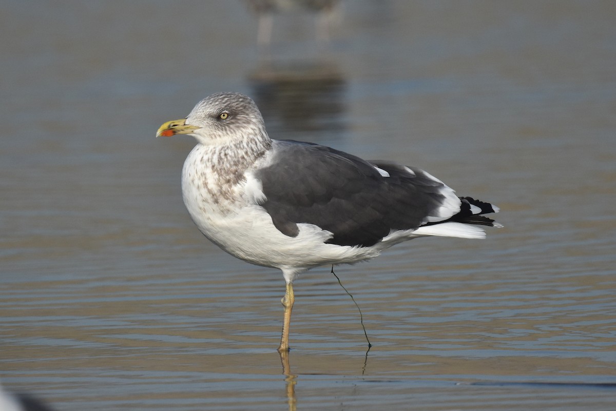 ニシセグロカモメ - ML646892101