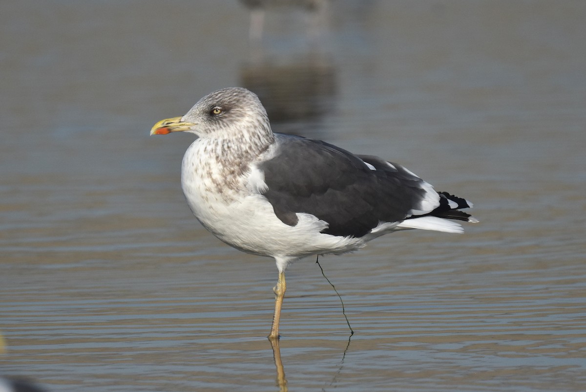 ニシセグロカモメ - ML646892102