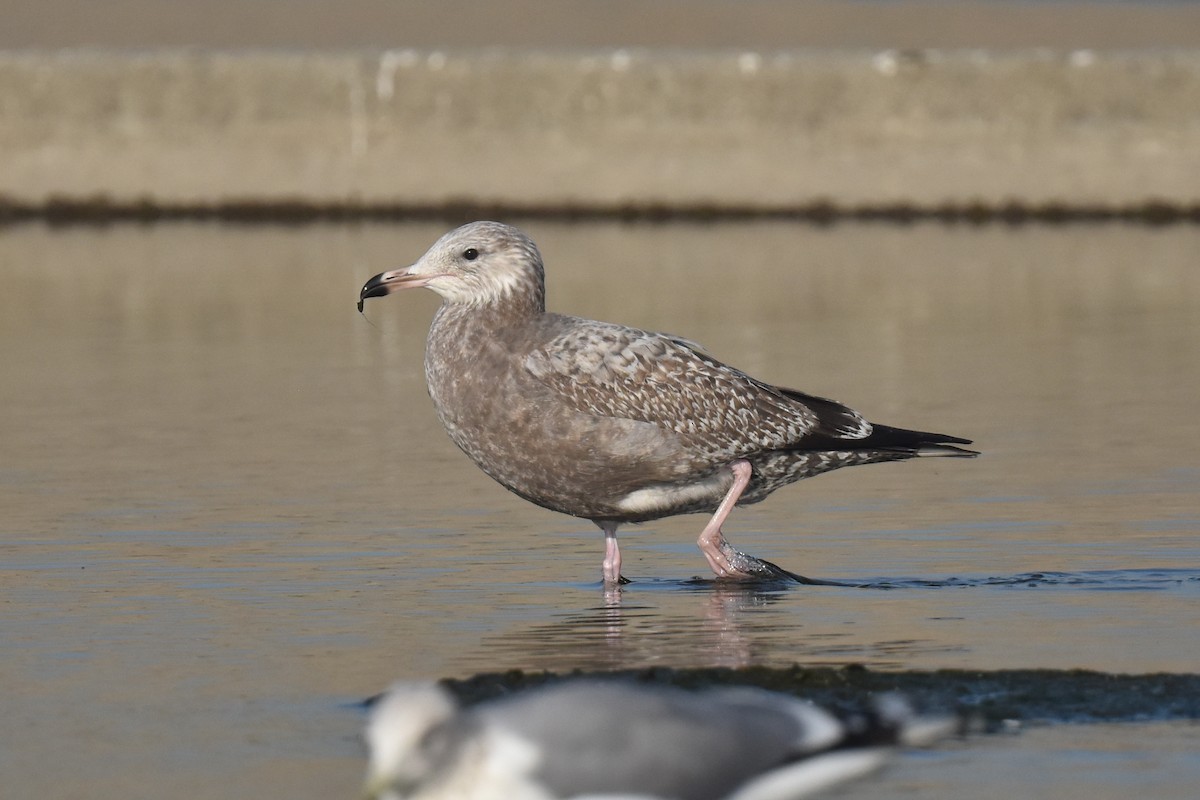 アメリカセグロカモメ - ML646892103