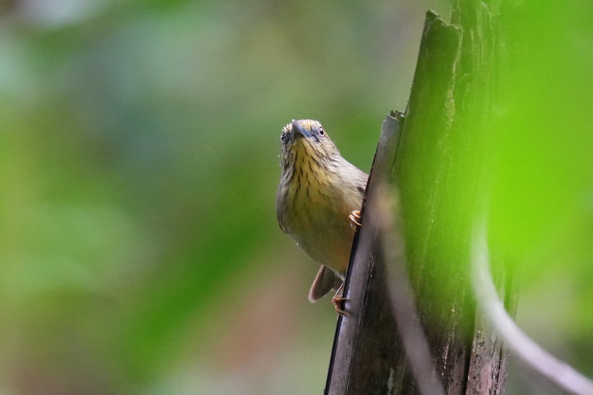 ムナフムシクイチメドリ - ML646892104