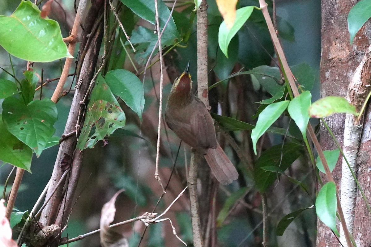 ムナフムシクイチメドリ - ML646892105