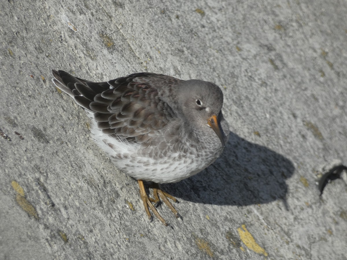 ムラサキハマシギ - ML646892107