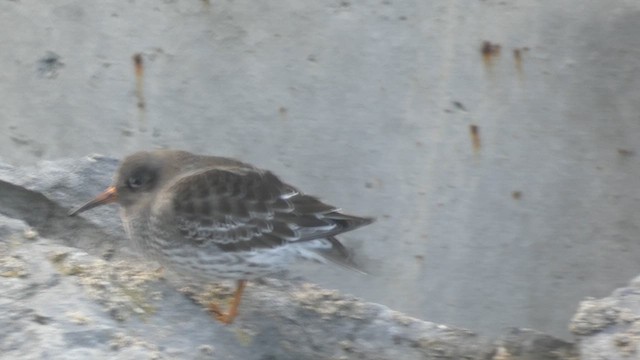 ムラサキハマシギ - ML646892108