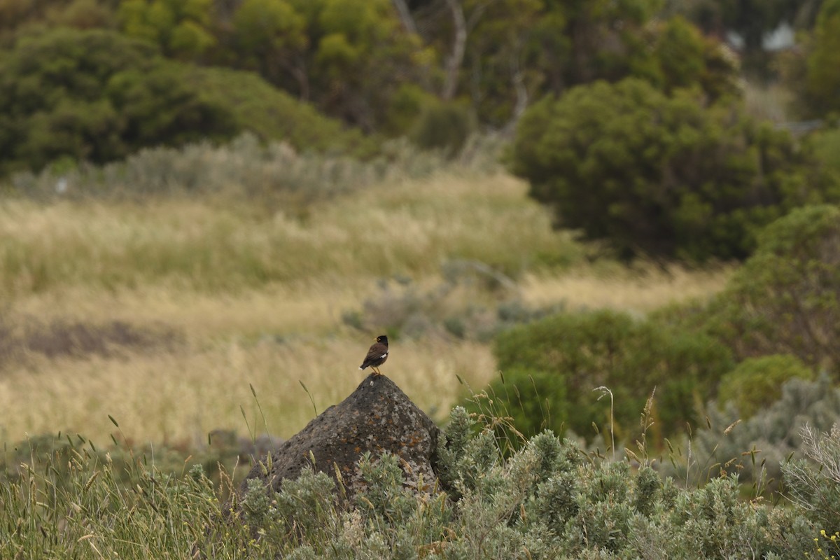 インドハッカ - ML646892109