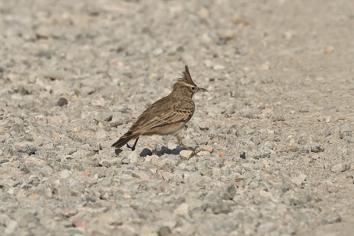 カンムリヒバリ - ML646892112