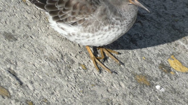 ムラサキハマシギ - ML646892113