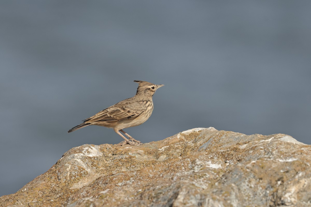 カンムリヒバリ - ML646892114