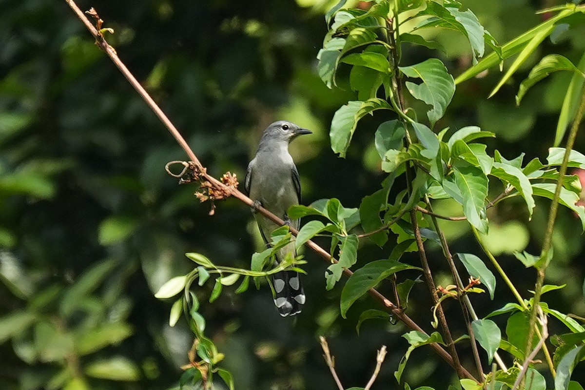 アサクラサンショウクイ - ML646892115