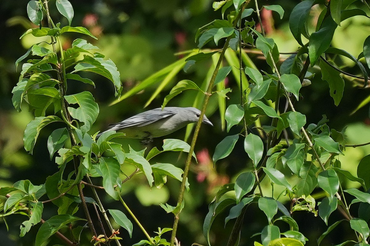 アサクラサンショウクイ - ML646892116