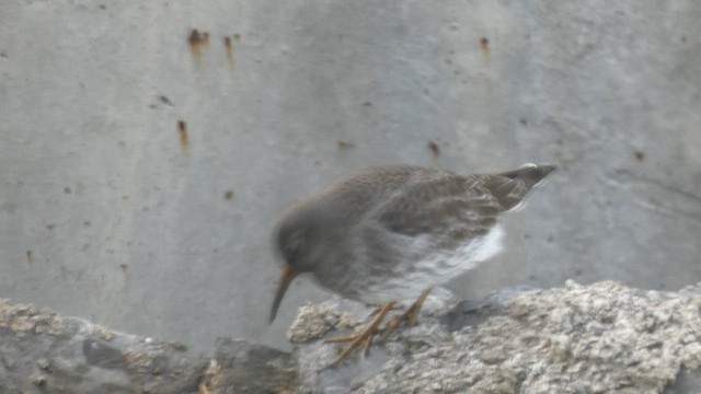 ムラサキハマシギ - ML646892117