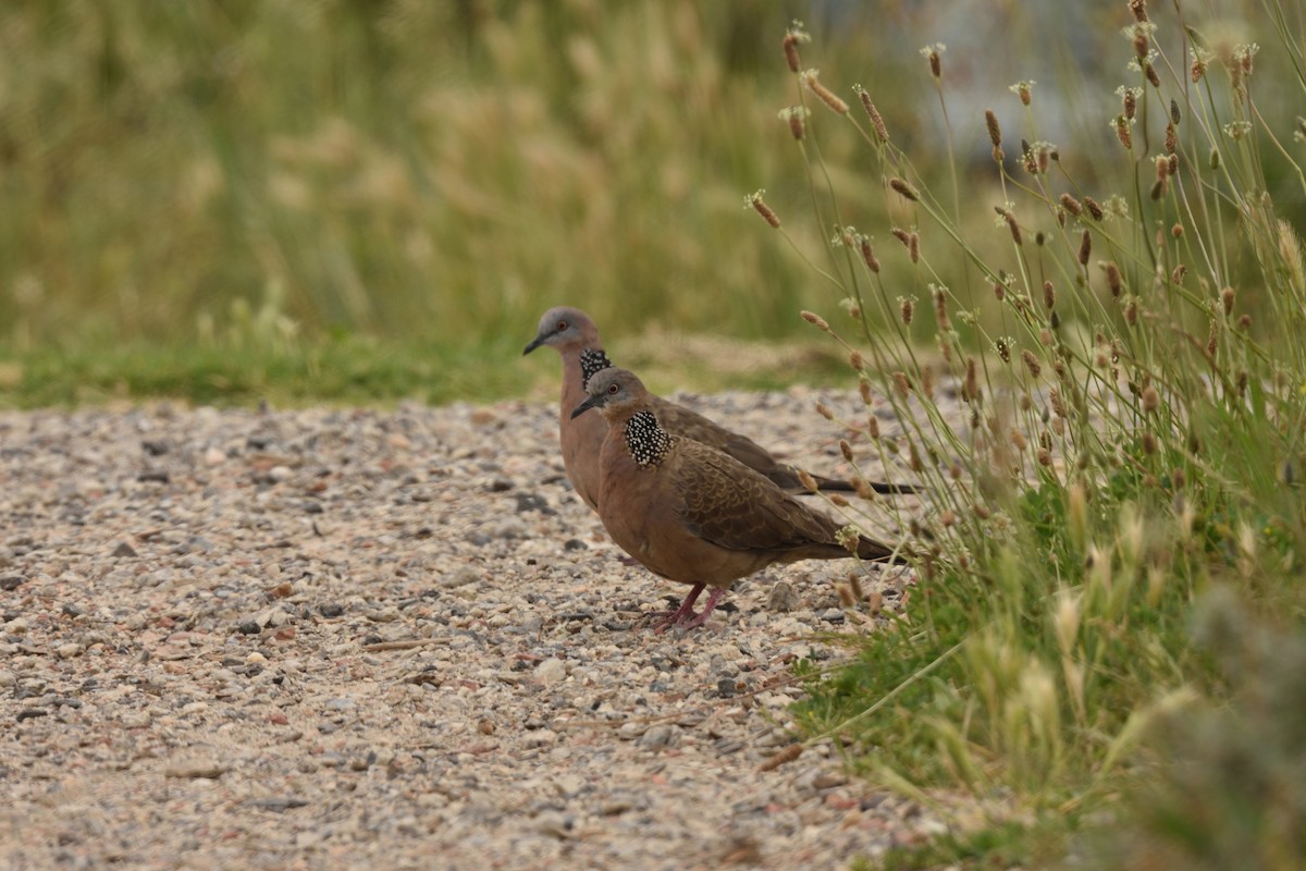 カノコバト - ML646892118