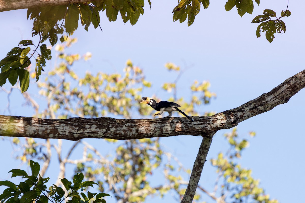 orienthornfugl - ML646892120