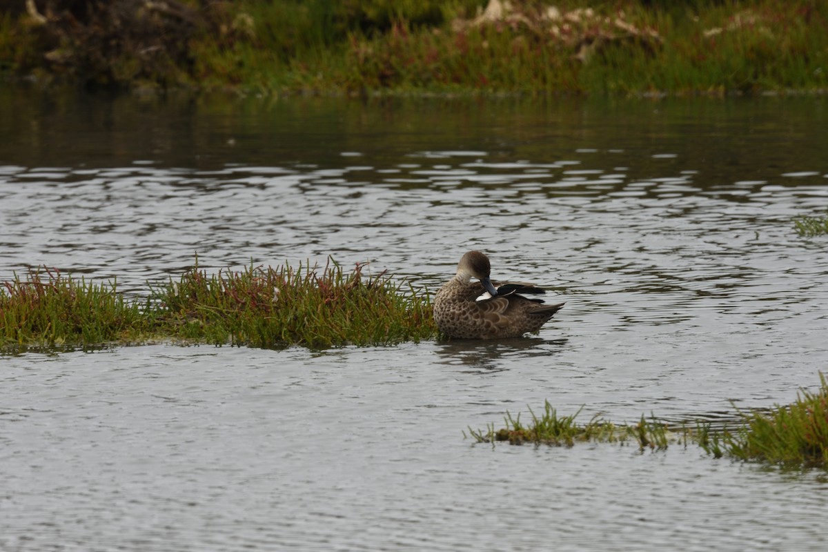 Gray Teal - ML646892123