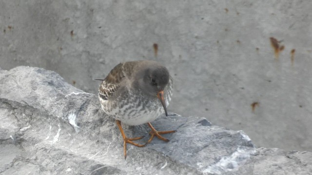 Побережник морський - ML646892124