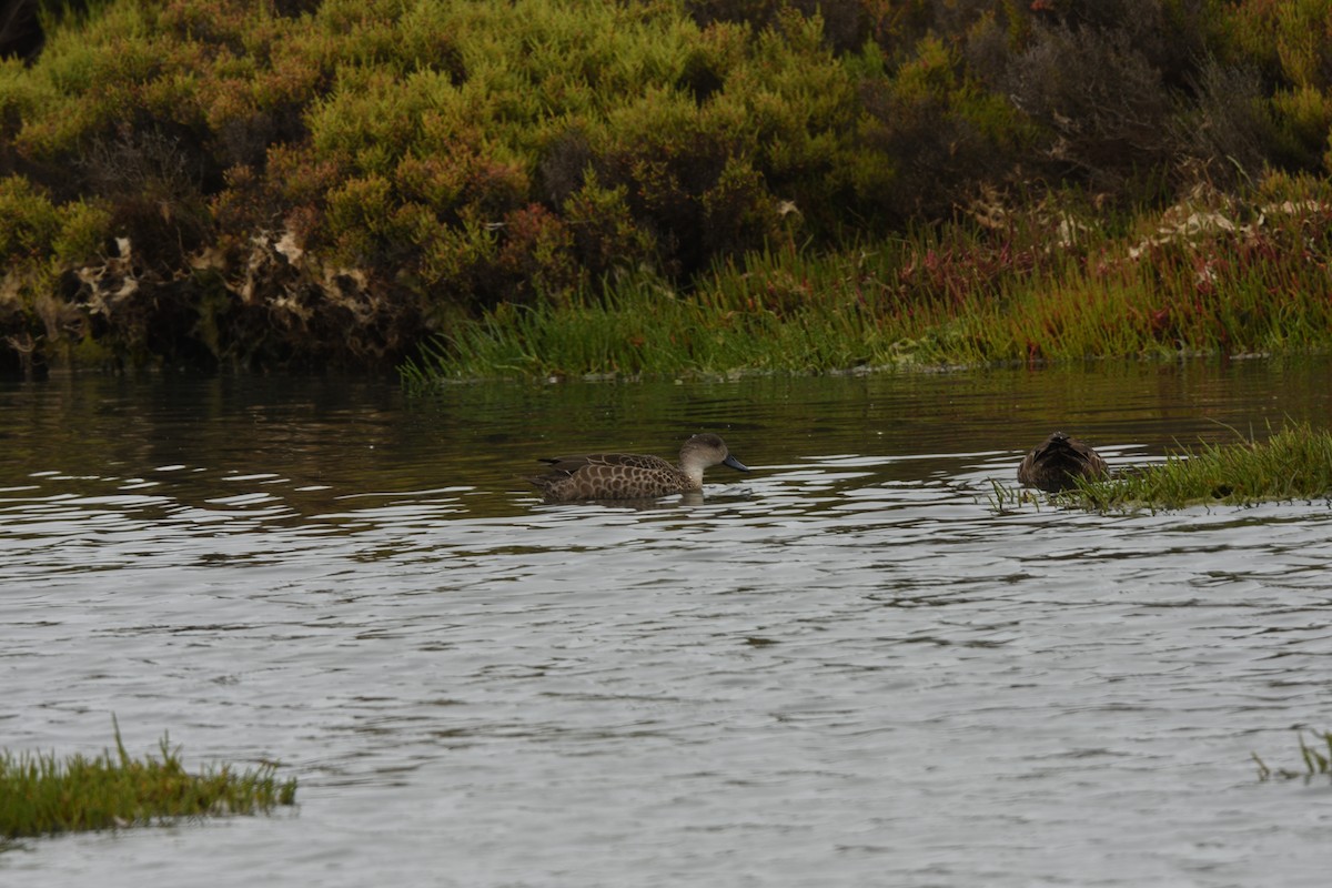 Gray Teal - ML646892125