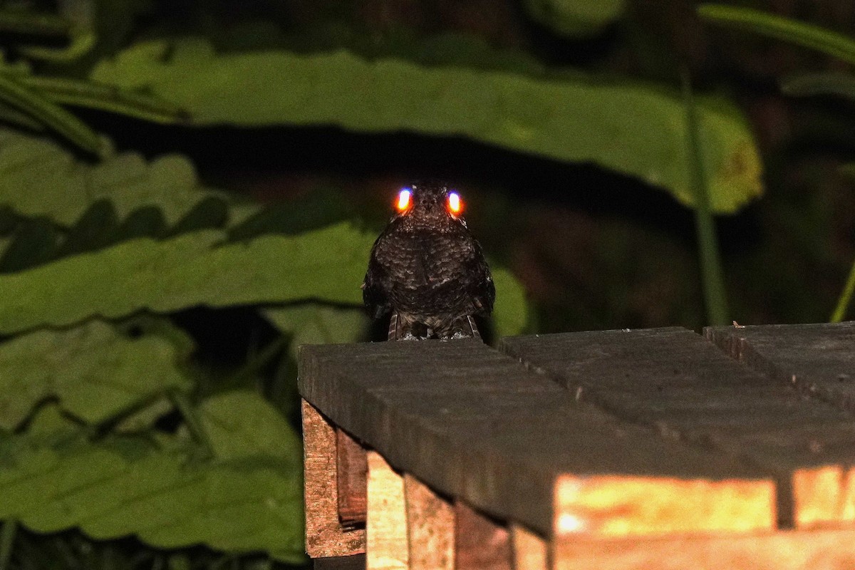 Gray Nightjar - ML646892130