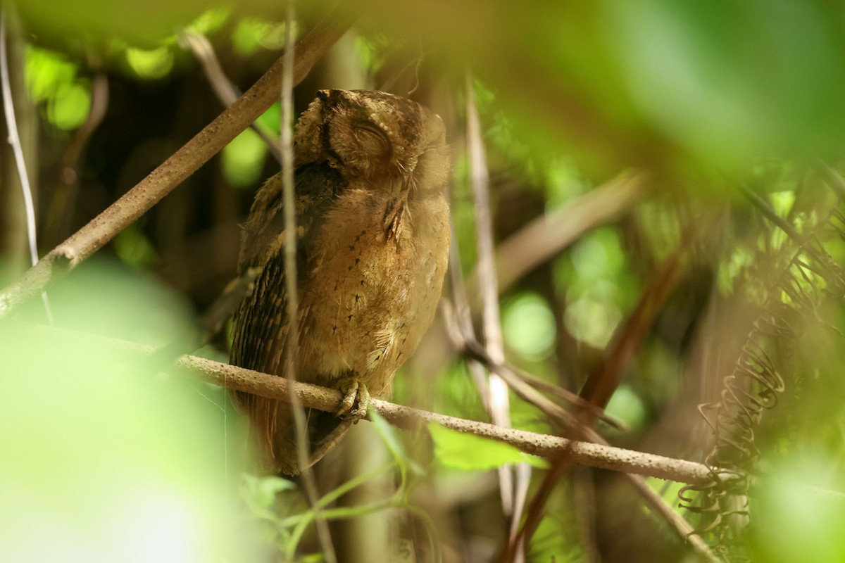 Collared Scops-Owl - ML646892136