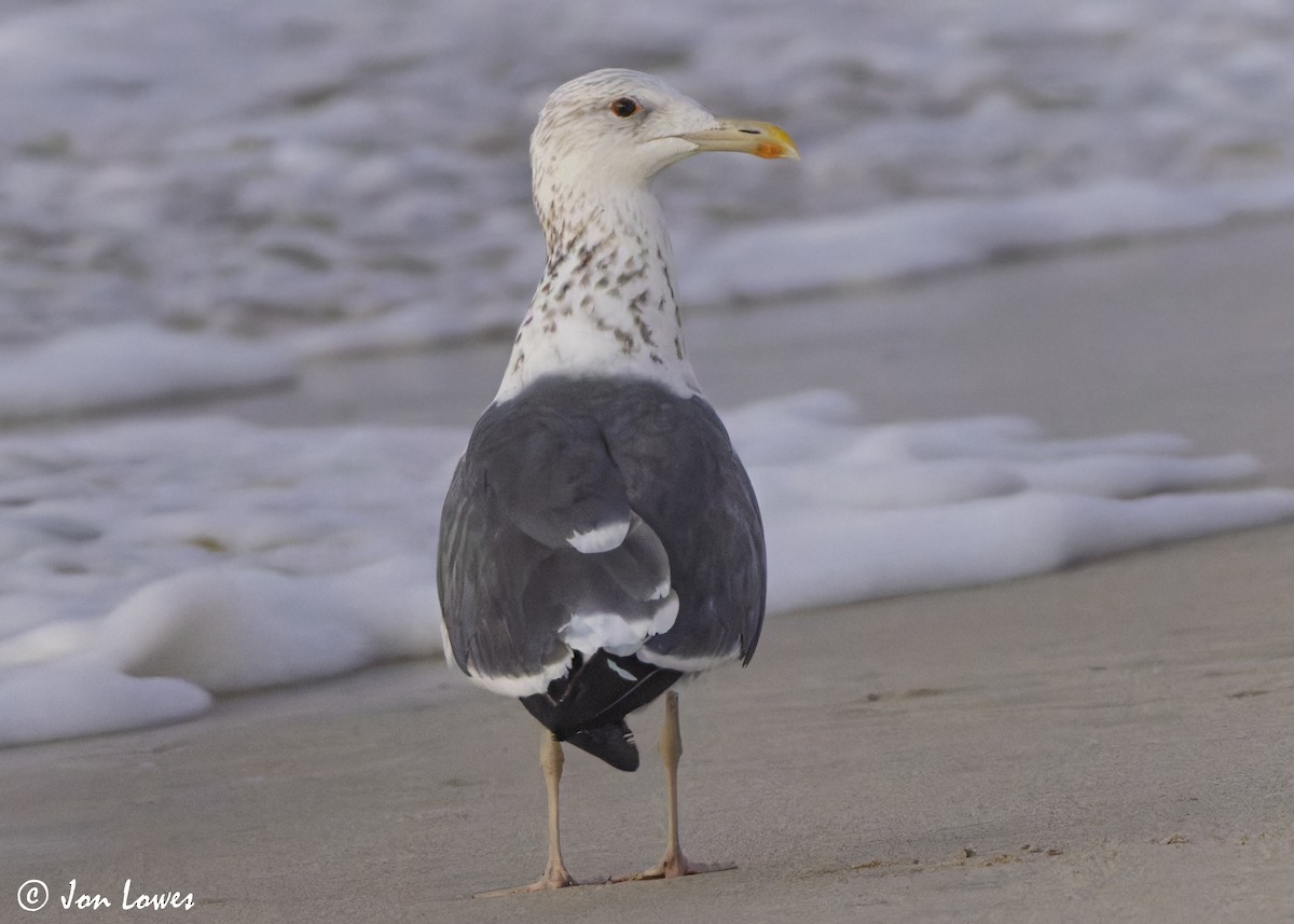 sildemåke (heuglini) (samojedmåke) - ML646892144