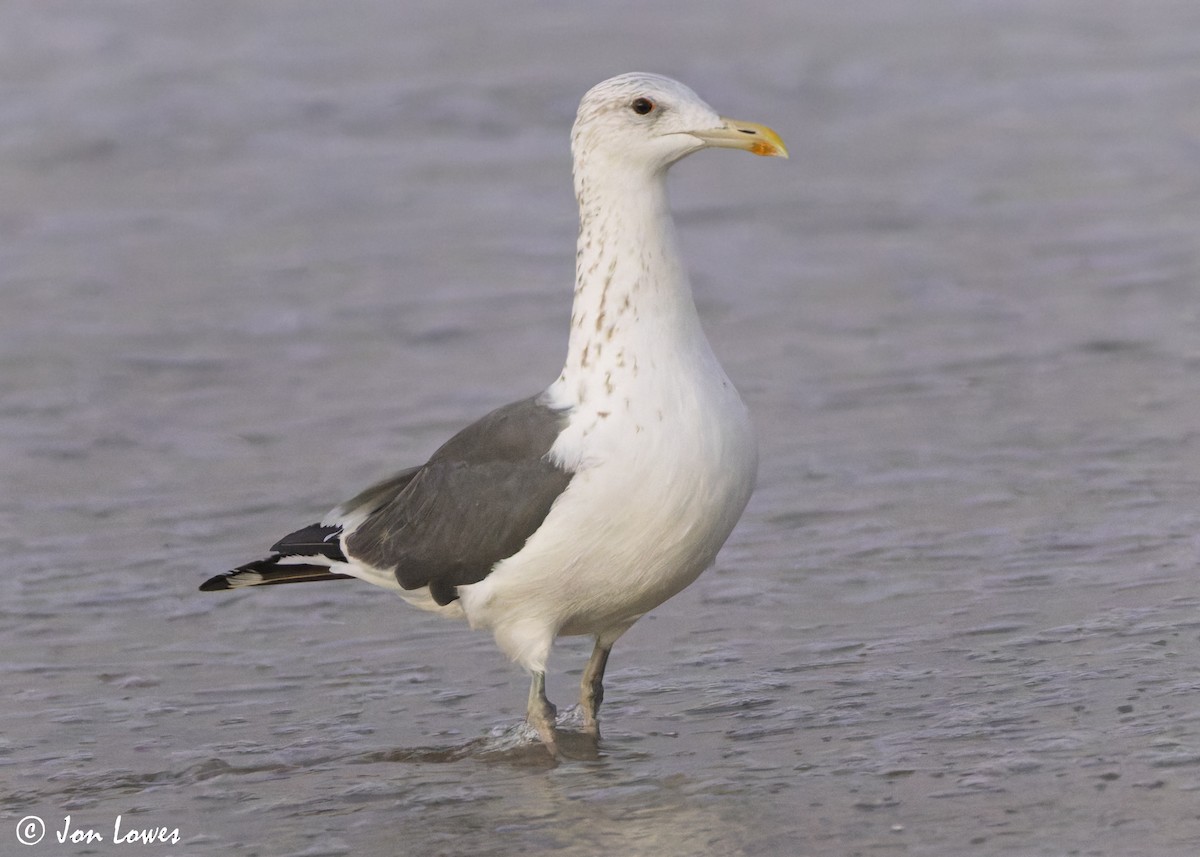 sildemåke (heuglini) (samojedmåke) - ML646892145