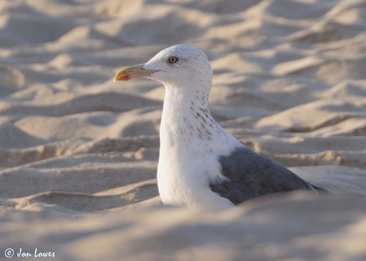 sildemåke (heuglini) (samojedmåke) - ML646892146
