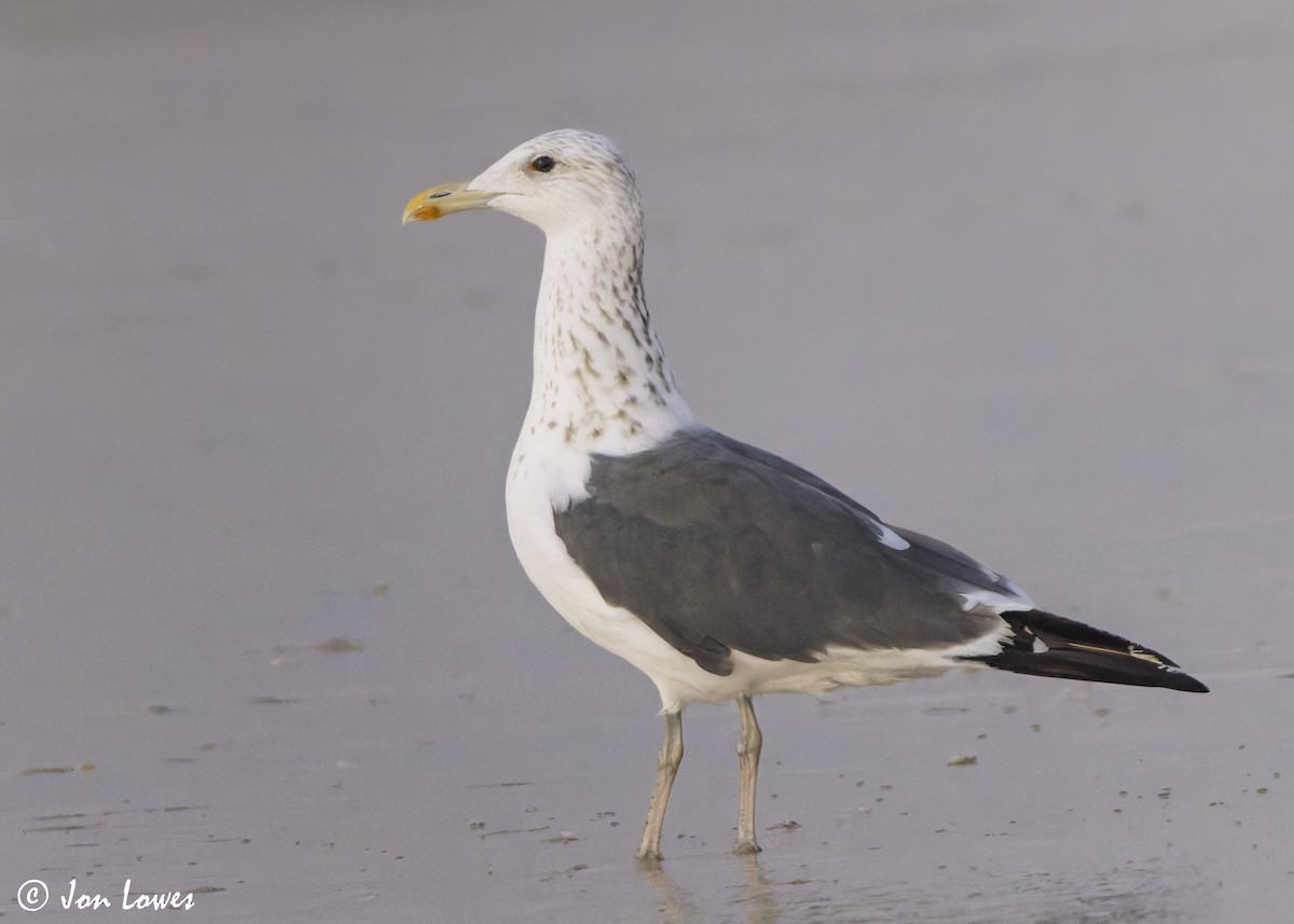 sildemåke (heuglini) (samojedmåke) - ML646892147
