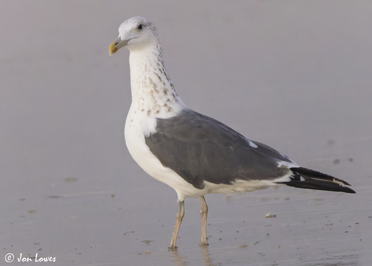 sildemåke (heuglini) (samojedmåke) - ML646892148