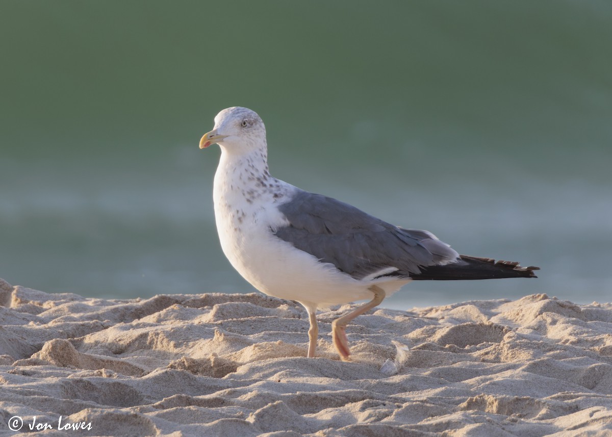 sildemåke (heuglini) (samojedmåke) - ML646892149