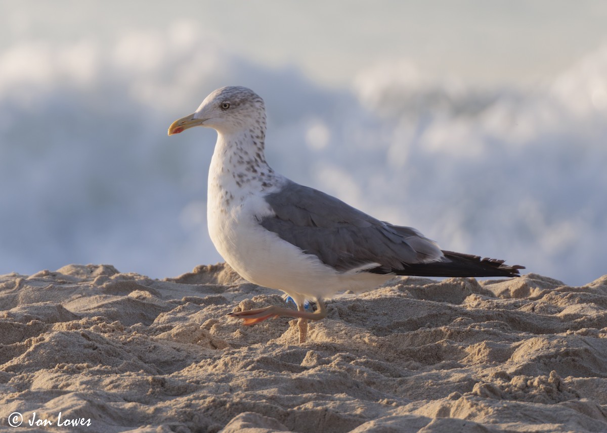 sildemåke (heuglini) (samojedmåke) - ML646892150