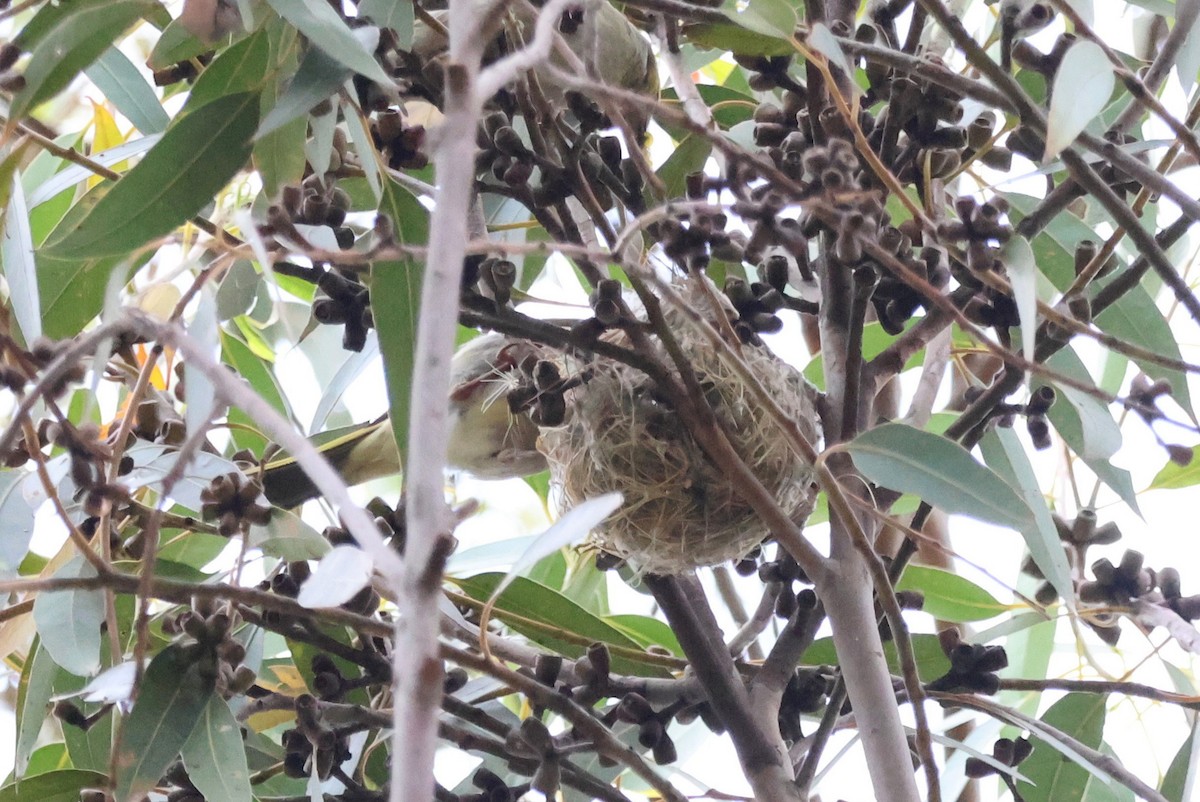 hvitsmykkehonningeter - ML646892152