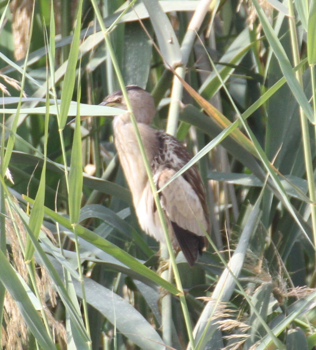 Little Bittern - ML646892159