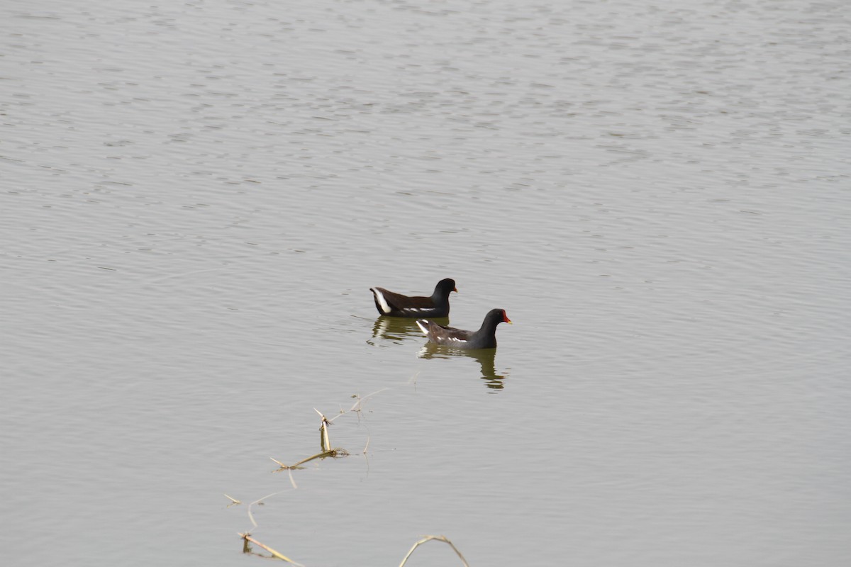 Eurasian Moorhen - ML646892164