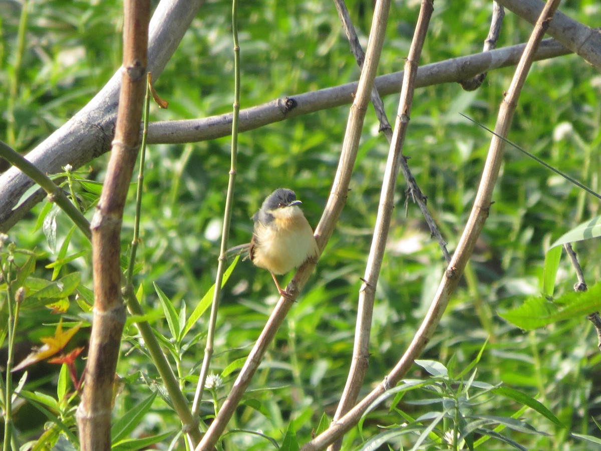 Ashy Prinia - ML646892167