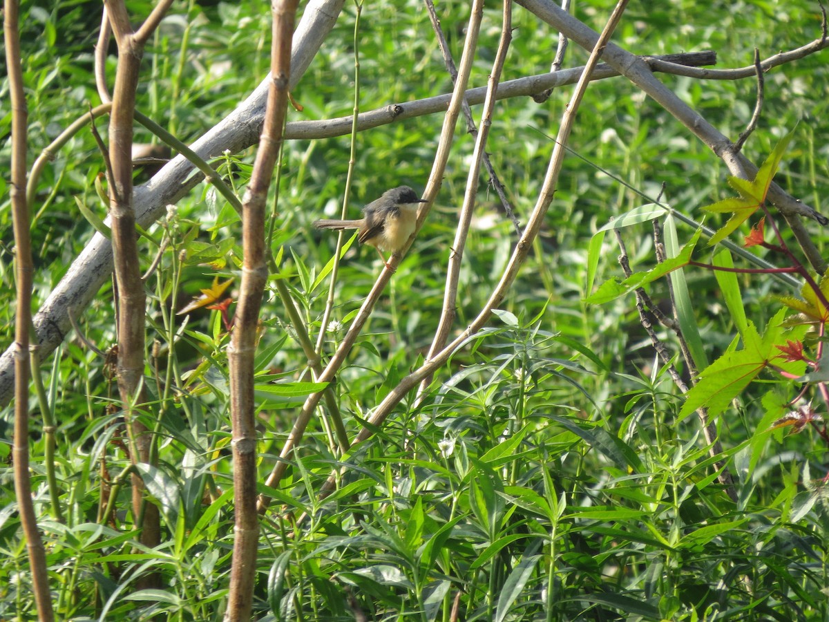 Ashy Prinia - ML646892168