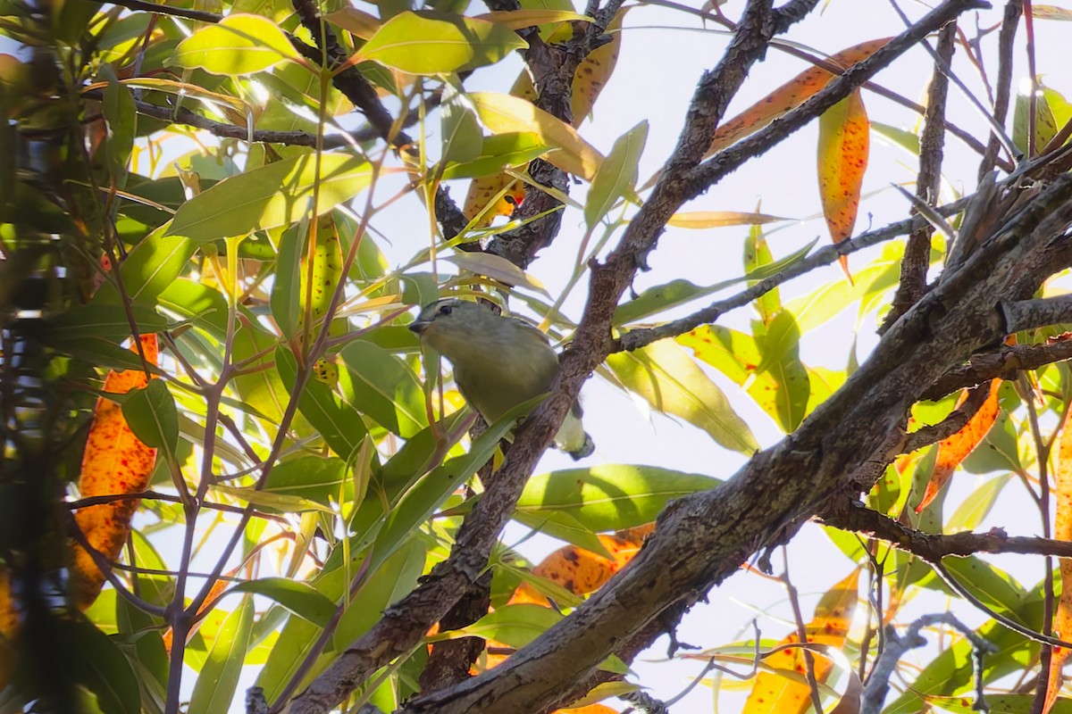 Streifenpanthervogel - ML646892173