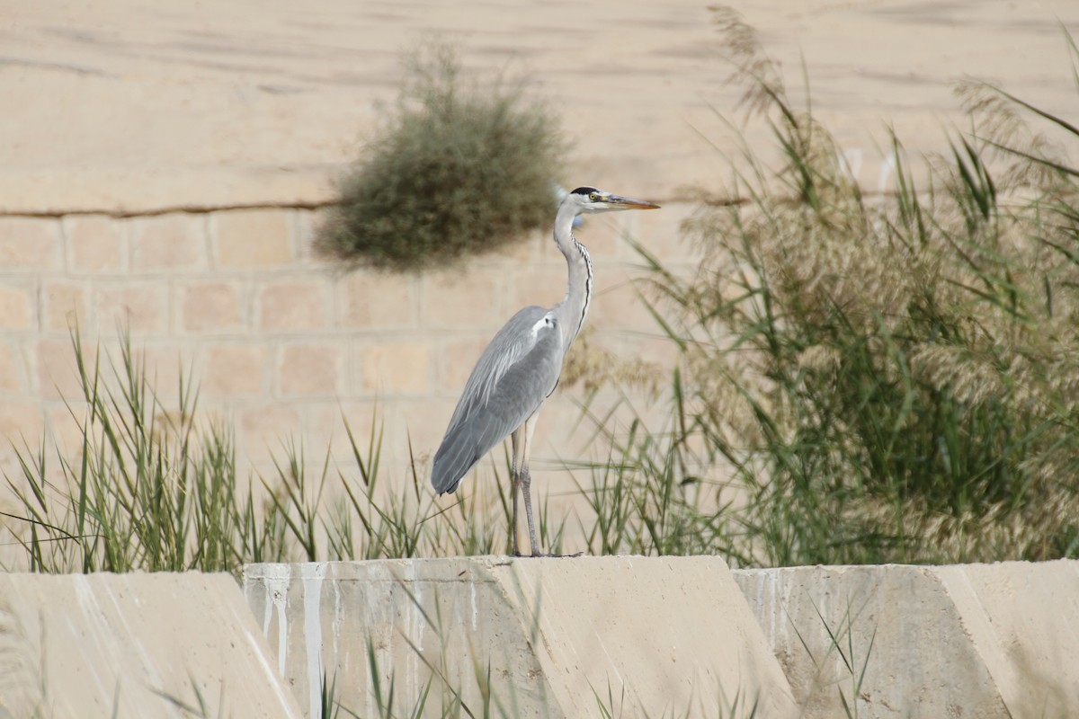 Gray Heron - ML646892175