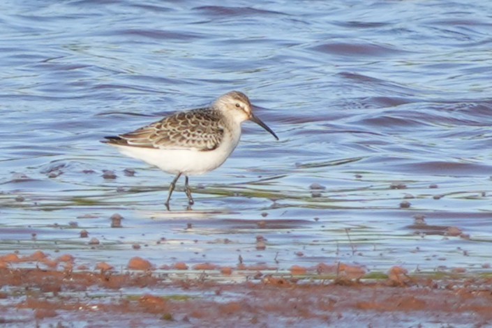 Curlew Sandpiper - ML646892179