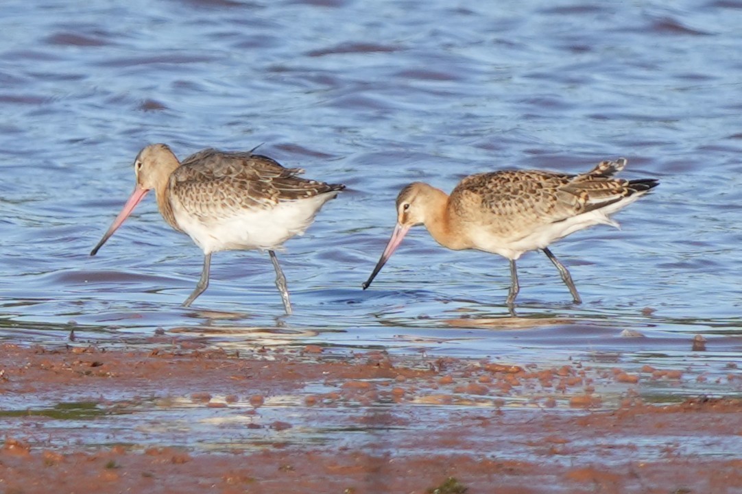 Black-tailed Godwit - ML646892182